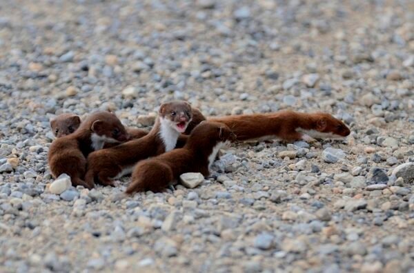 Baby Least Weasel for sale