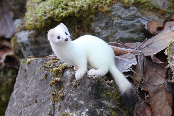 mustela nivalis