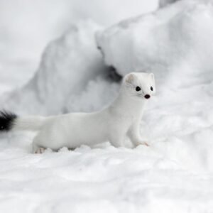 mustela nivalis