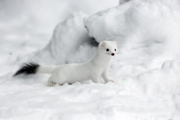 mustela nivalis