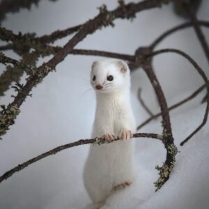 weasel for sale