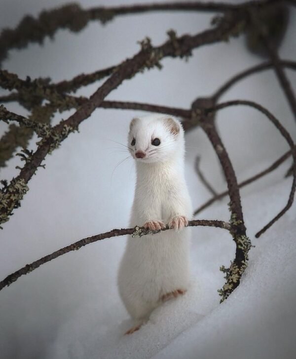 weasel for sale