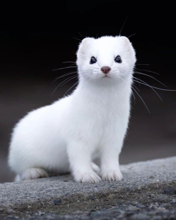 weasel for sale