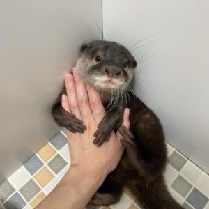 buy an otter online