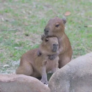 capybara near me