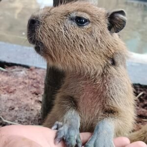capybara pet for sale​