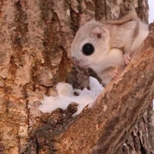 fly squirrel for sale​