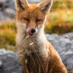 fox red labs for sale​