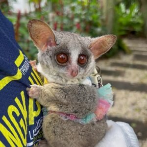 galago for sale​