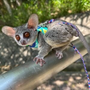 galago pet for sale​