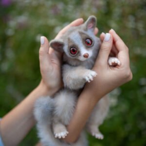 galagos for sale