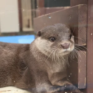 otters for sale​