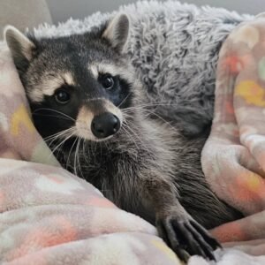 pet raccoons for sale near me​