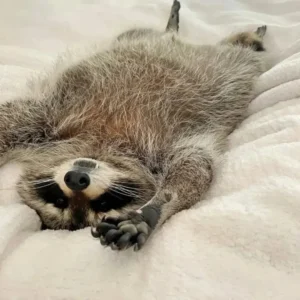 pet raccoons for sale​