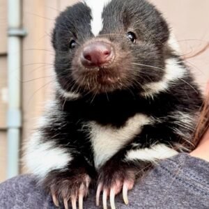 pet skunks for sale​