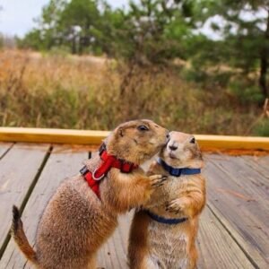 prairie dog for sale