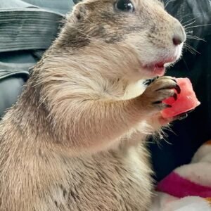 prairie dog pet​