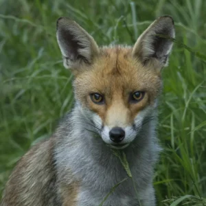red fox for sale