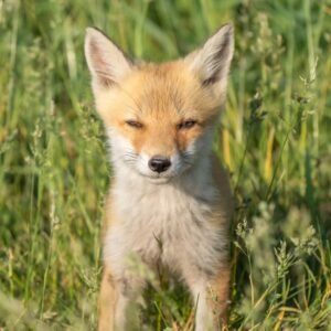red fox pups for sale