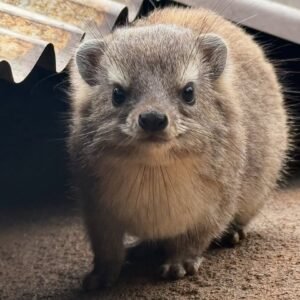 rock hyrax for sale​