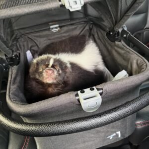 skunk as a pet for sale​
